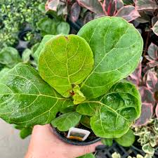 Image result for F kus Ficus