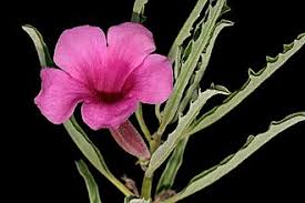 Image result for Pterodiscus angustifolius