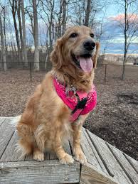 Hey everyone, I've been in this group since I got my retriever but have  never posted so as my retriever turned one