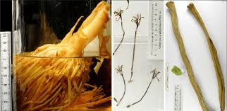 Image result for Sansevieria sinus-simiorum