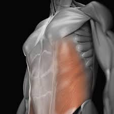 Yes, here they are, on this upper shelf. Abdominal Muscles Location And Function