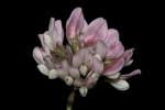 Image result for Trifolium semipilosum