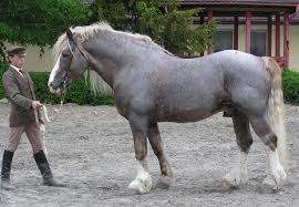 The belgian draft horse is descended from the war horse of the middle ages. Chov Koni Ceskomoravsky Belgicky Kun Horses Horse Breeds Draft Horse Breeds