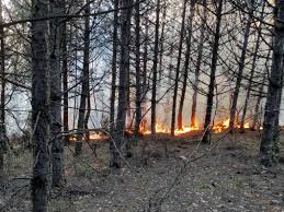 Jul 29, 2021 · orman yangını resmi | orman yangını, doğal ya da insani sebeplerden ortaya çıkan yangınların ormanları kısmen veya tamamen yakmasıdır.yıldırım düşmesi,yanardağpatlaması ve yüksek sıcaklık gibi doğal sebeplerle çıkan yangınlar ve sigara,tarımsal ürünler nedenli çıkan insan kaynaklı orman yangınları vardır. Tekirdag Da 5 Noktada Orman Yangini Ntv