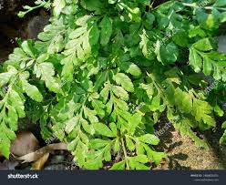 Image result for Botrychium multifidum