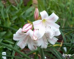 Image result for Crinum lugardiae