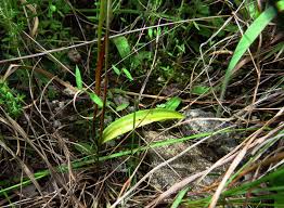 Image result for Neobolusia