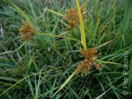 Image result for Pycreus polystachyos