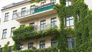 Deswegen solltest du sie aufmerksam beobachten und wenn nötig die triebe dahin leiten, wo du sie haben möchtest. Fassadenbegrunung Mit Kletterpflanzen Tipps