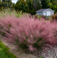 Image result for Schizachyrium claudopus