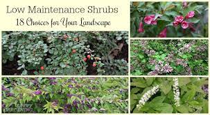 Fast growing flowering shrubs ontario. Low Maintenance Shrubs 18 Choices For Your Garden