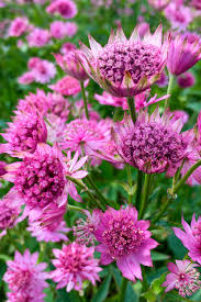 Image result for Astrantia major `Roma`