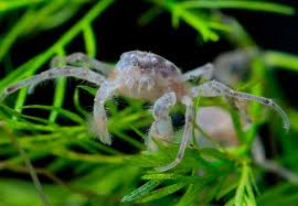 But i would be remiss if i did not point out that this, the largest crab on earth.looks like a giant spider! Thai Micro Crab Detailed Guide Care Diet And Breeding Shrimp And Snail Breeder