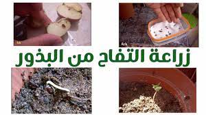 زراعة التفاح من البذور اسرع و اسهل طريقة https youtu be sl6otzgt3bm food breakfast