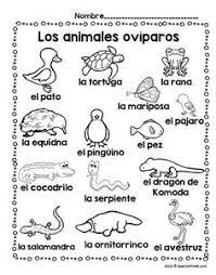 Los Animales Oviparos Oviparous Animals In Spanish Spanish Profe Vocabulary Word Walls Animals In Spanish Simple Sign Language Phrases