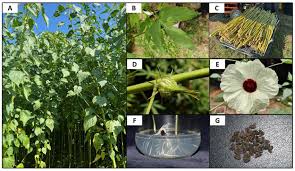 Image result for Hibiscus cannabinus