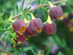 Boronia Plant Projects Australian Native Flowers Fuchsia Seeds