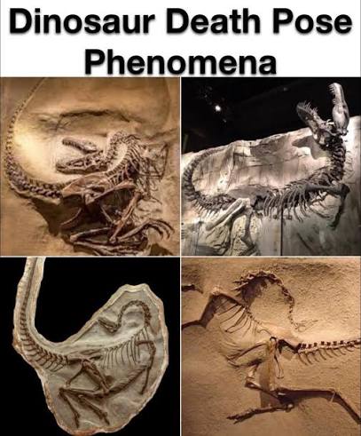 SEA CREATURES AND LAND DINOSAURS BURIED TOGETHER If the Bible's account of  a worldwide Flood in Genesis 6 is true, then the earth should preserve  clear physical evidence of it. We would