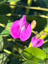 Image result for Canavalia africana