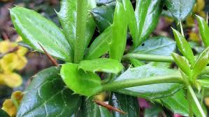 Image result for Berberis verruculosa