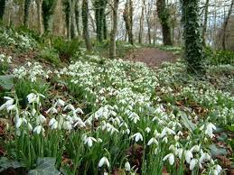 Galanthus Nivalis Snowdrops One Of The First Flowers To Bloom In Winter Woodland Garden Perfect Garden Shade Garden