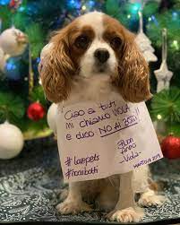 I petardi, botti, fuochi d'artificio e simili è gravemente lesivo nei confronti di cani, gatti, animali domestici, selvatici ed uccelli. Mi Piace 147 Commenti 6 ðš‚ð™°ðšð™° Esserefelicieunacosaseria Su Instagram No Ai Botti Si Ai Biscotti Per Un Capodanno Bello Cartoline Instagram