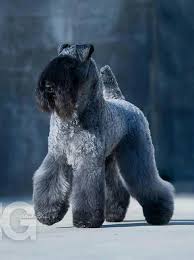 The kerry blue terrier has been used as a ratter in ireland since the 700s, though its exact derivation is shrouded in legend and mystery. Giant Schnauzer Airedale Terrier Grey Pets Lovers