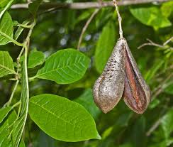 Image result for Schrebera trichoclada