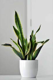 There's just one tricky aspect to growing these classic houseplants, and that's knowing how often to water. How To Grow And Care For Snake Plants Sansevieria Gardener S Path