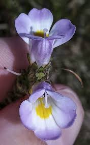 Image result for Xylopia collina