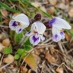 Image result for Craterostigma hirsutum