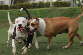 What is the best food for pitbull puppies. 7 Best Dog Food For Pitbulls 2021 Pet Territory