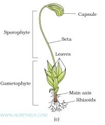 We did not find results for: Plant Kingdom Classification Class 11 Notes Pdf Download Chart Di