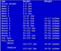 Great Dane Growth Chart In Kg Great Dane Growth Chart