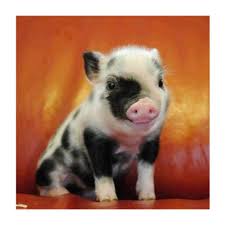 Diamond Painting 5d Full Drill Small Pig Cute Animals Cute Baby Animals Cute Piglets