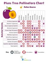 pollination charts for fruit bearing trees and shrubs my