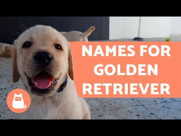 Golden Retriever Female Puppy Names Download Sound Mp3 And Mp4 Bigdady