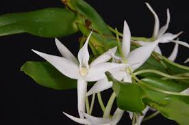 Image result for Angraecum