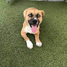 Spay/neuter, parvo/distemper series of shots, rabies (if dog is old enough), bordetella, heartworm preventative while here, worming, and microchip. Adopt A Pet Petsmart Charities