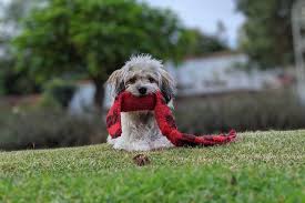 In case you need some more advice, this video from petcha has some additional ideas on how to get rid of dog smells in your house. How To Get Rid Of Dog Smell In Your House Cleanipedia