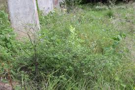 Image result for Buchnera leptostachya