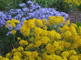 Pruning Of Alyssum Best Landscape Ideas