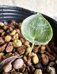 Image result for Eriospermum