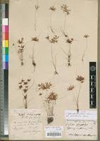 Image result for Cyperus cuspidatus