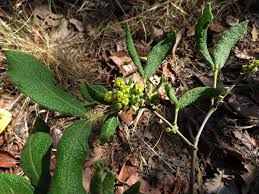 Image result for Fadogiella