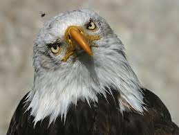 Mafiocracia multipartidista militar. «Águilas que cazan moscas» – Pueblos  en Camino