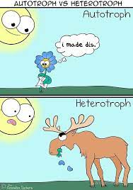 Autotroph Vs Heterotroph Poster By Amoebasisters In 2021 Biology Humor Biology Memes Science Memes