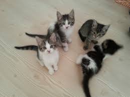 Kedi Sahiplenmek Isteyen Buyursun Kocaeli Wm Araci