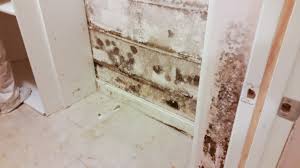 Scrub the basement floor and walls. Basement Mold Removal Remex Usa
