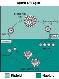 Maybe you would like to learn more about one of these? Eukaryotic Life Cycles Biology Libretexts